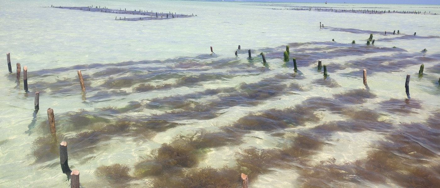 Playas de Zanzíbar - Jambiani