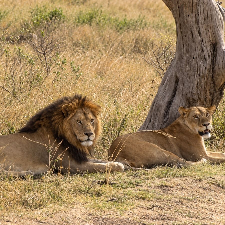 Safari en Serengeti