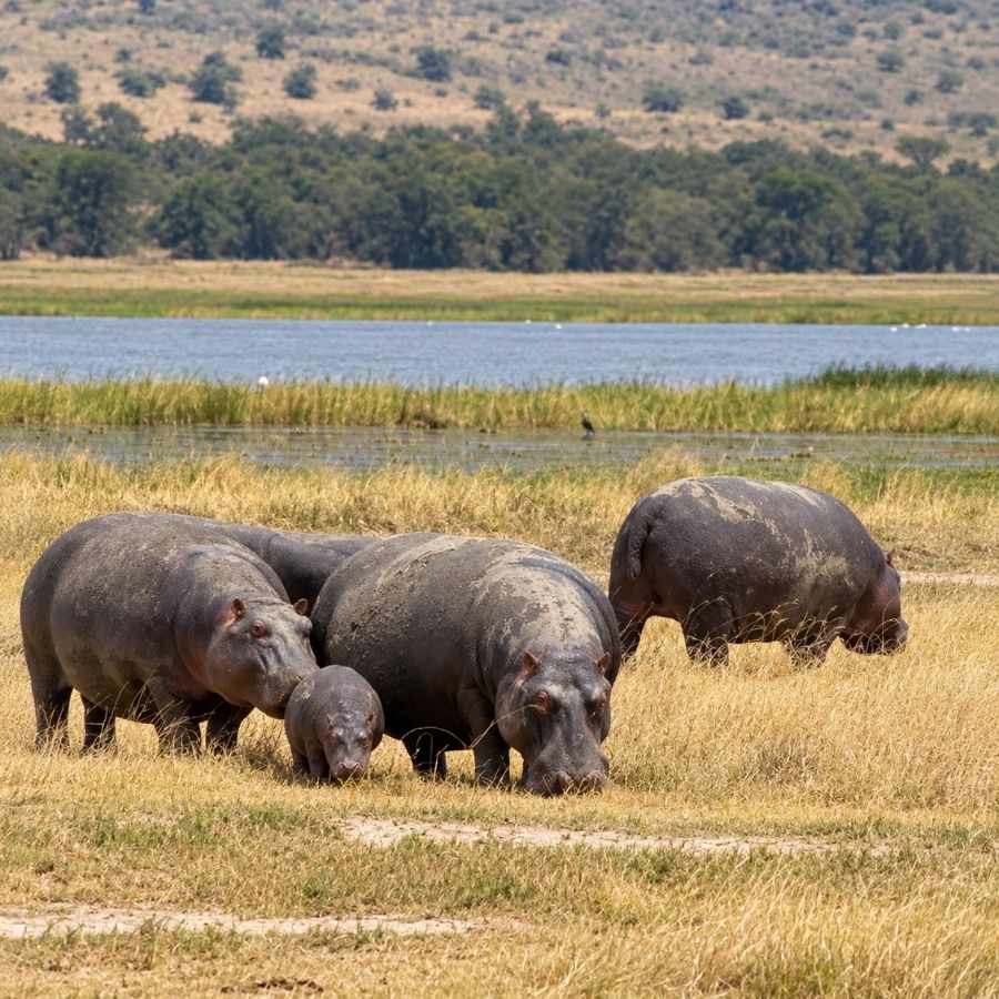 Safari en Tarangire